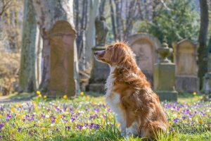 Dog sitting among flowers near gravestones
