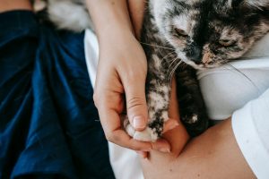 Person gently holding a cat’s paw