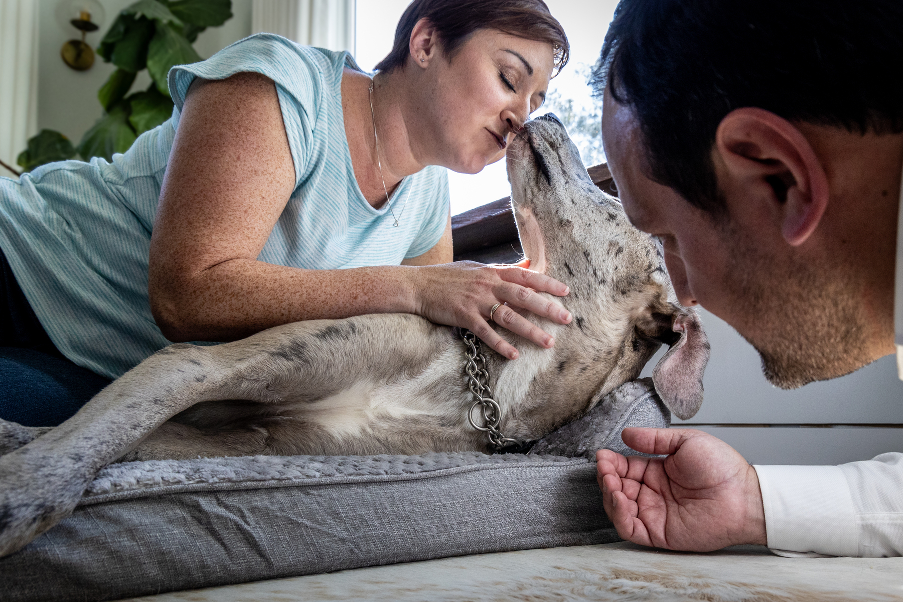Couple comforting a large dog resting on a bed