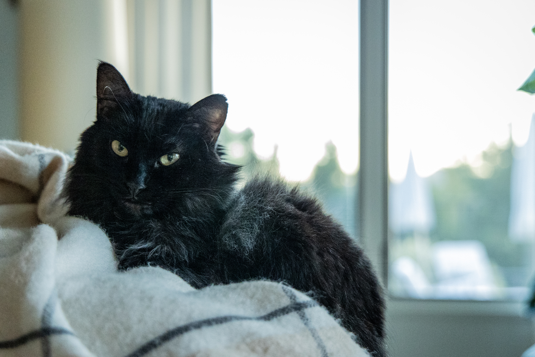 Black cat resting on a blanket by a window