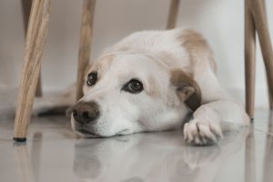 Dog lying on the floor beneath a chair
