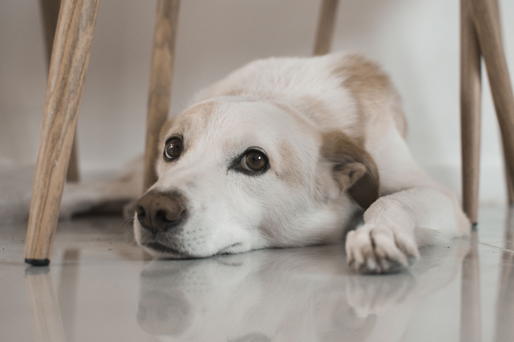 Dog lying on the floor beneath a chair